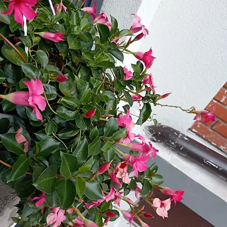 Apartman Sokak Bihać