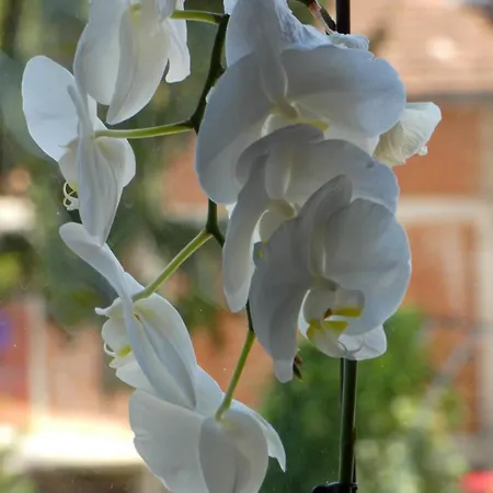 Sokak Bihać